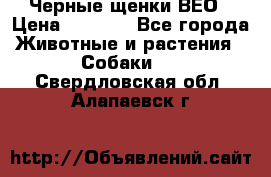 Черные щенки ВЕО › Цена ­ 5 000 - Все города Животные и растения » Собаки   . Свердловская обл.,Алапаевск г.